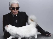 Котката, която стана милионер