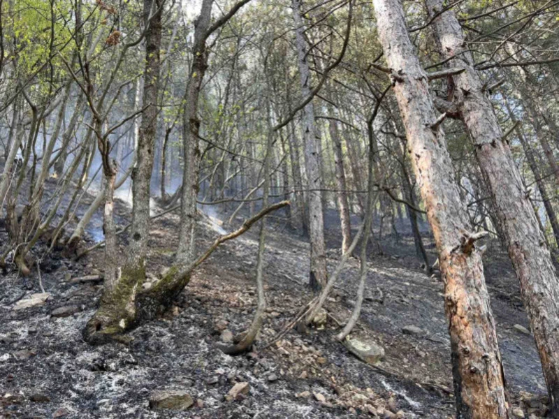 Горски пожар изпепели около 20 дка сухи треви и горски фонд в землището на село Гостун