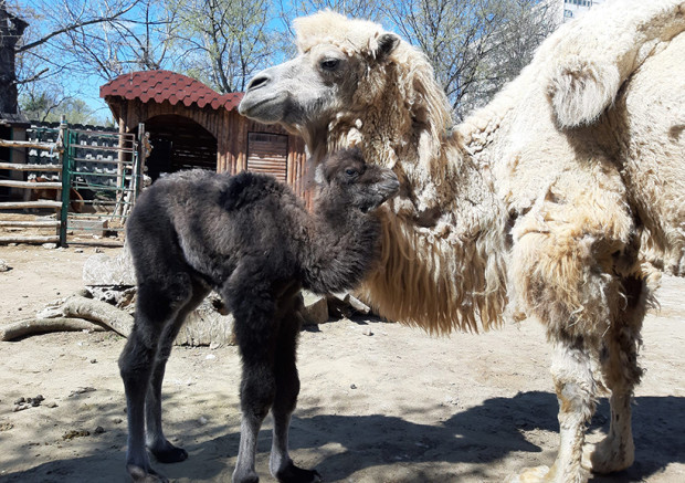 На 3 април се роди дългоочакваното двугърбо камилче съобщиха от