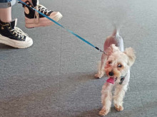В София са проверени близо 480 стопани на кучета за малко повече от месец