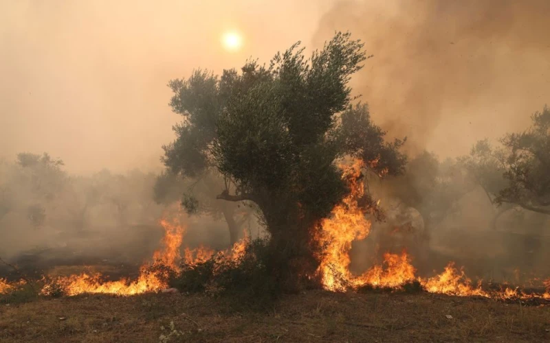 Горски пожар бушува в района на Елафос в Лариса, над 70 огнища са пламнали в Гърция през последното денонощие