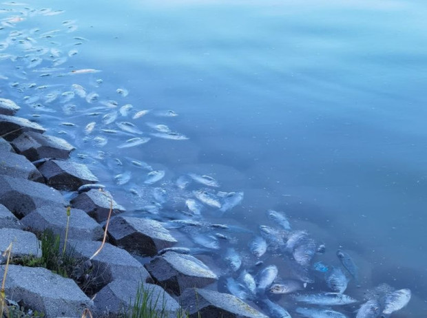 TD За хиляди умрели риби на Гребната разбра Plovdiv24 bg от социалната мрежа