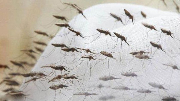 Облаци от комари ни чакат през лятото За това предупреди