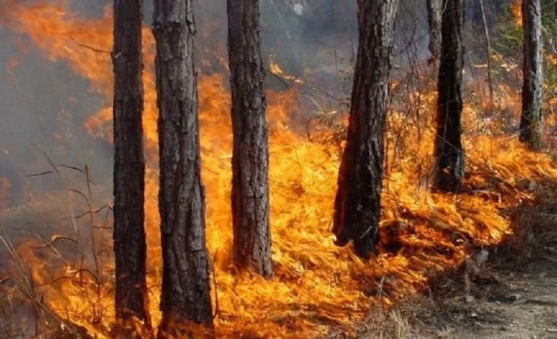Пожарникари, горски и доброволци спасиха от изгаряне гора в Кърджалийско