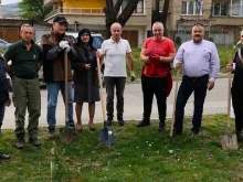 Засадиха 20 дръвчета на територията на МБАЛ - Берковица
