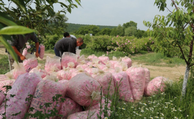 През 2023 г България е изнесла 1370 килограма розово масло