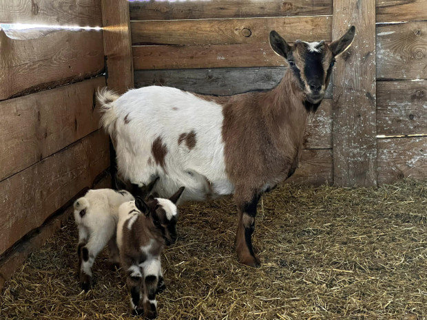 TD Мини холандски козички се родиха в бургаския зоопарк Животните от