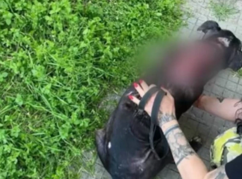 Мъж малтретира питбул пред ученици в Пловдив, има съмнения и за сексуално насилие