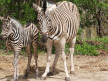 В столичния зоопарк се радват на ново бебе, майка му все още го пази от хорските очи