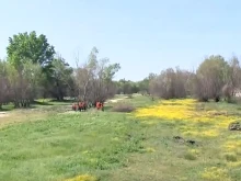 Започва разчистването на растителността от коритото на река Марица