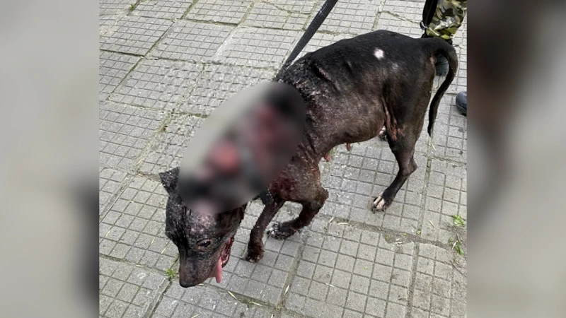 Районната прокуратура подхваща жестокия насилник на кучето, което докосна сърцата на цял Пловдив
