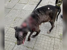 Районната прокуратура подхваща жестокия насилник на кучето, което докосна сърцата на цял Пловдив
