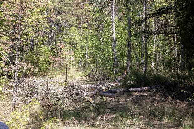 Стартира кампания по премахване на паднали сухи клони и дървета в голям старозагорски парк