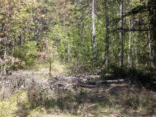 Стартира кампания по премахване на паднали сухи клони и дървета в голям старозагорски парк