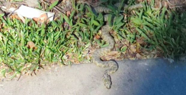 </TD
>Русенец сподели в популярна Фейсбук група снимка на змия, като