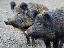 В Кюстендил вземат мерки срещу разпространението на Африканска чума по свинете