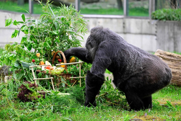 Зоологическата градина на Берлин празнува 67 ия рожден ден на горилата
