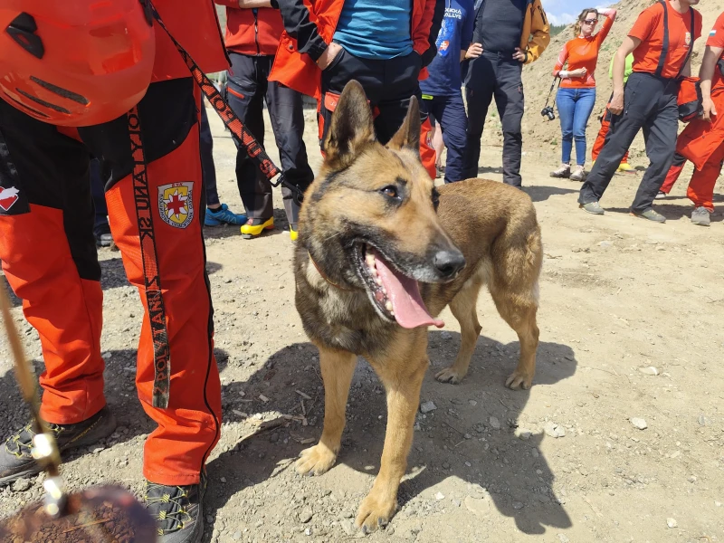 Кучета се учиха да спасяват пострадали планинари на международен курс в Банско