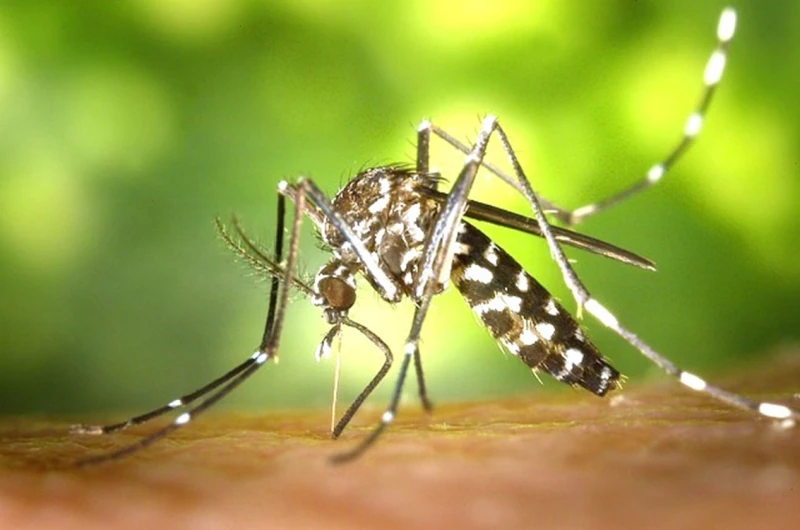 Започват да пръскат против комари в Русенско 