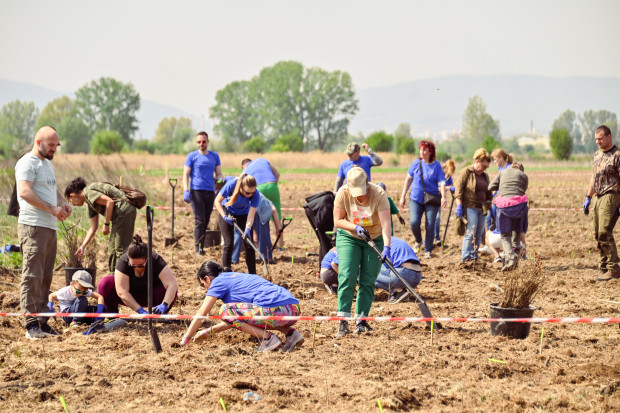 1 000 фиданки засадиха през уикенда доброволци в Новата гора на София