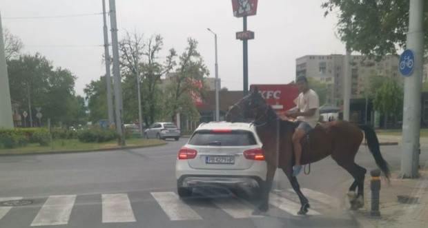 </TD
>Интересна снимка с кон и ездач на пешеходна пътека се