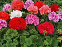 ��� �� � ����� ����� ��������� ��� � �� � ����� �� ��� ����������, �� �� ����������