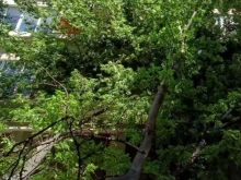 Силен вятър събори дърво върху къща в Хасково