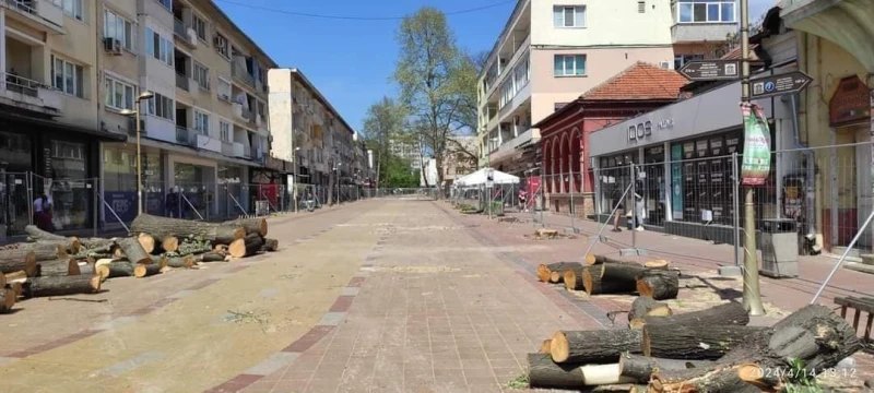 Изсякоха липи в центъра на Добрич заради ремонт