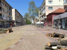 Изсякоха липи в центъра на Добрич заради ремонт