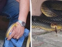 Змия от "Червената книга" вся хаос в Одеса, евакуира цял блок и ухапа директора на зоопарка преди да бъде заловена