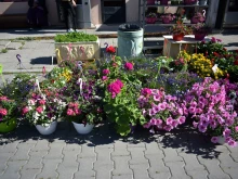 Изложение "Цветна пролет" отново в Асеновград