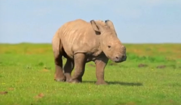 Бебе носорог радва посетителите на зоопарка Уипснейд в Източна Англия,