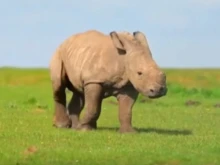 Бебето носорог Бенджа е на малко над месец, но вече тежи 100 кг