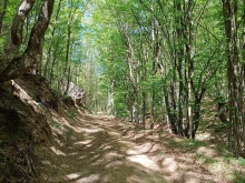 Зловеща находка на горски път край Кюстендил