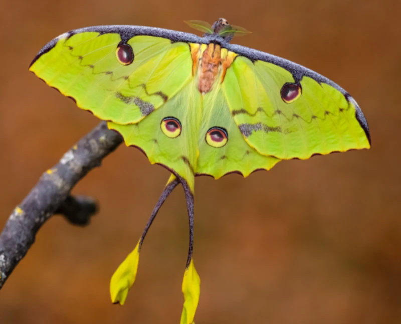 Рядка пеперуда се излюпи в Пловдив
