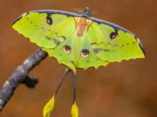 Рядка пеперуда се излюпи в Пловдив
