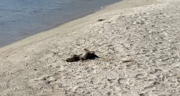 Мъртви делфини на плажа в Кранево са били забелязани преди