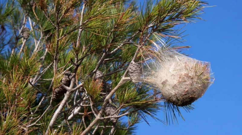 Ако видите такива гнезда по дърветата, или паднали на земята - не припарвайте до мястото