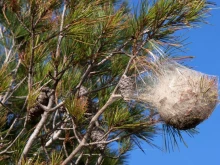 Ако видите такива гнезда по дърветата, или паднали на земята - не припарвайте до мястото