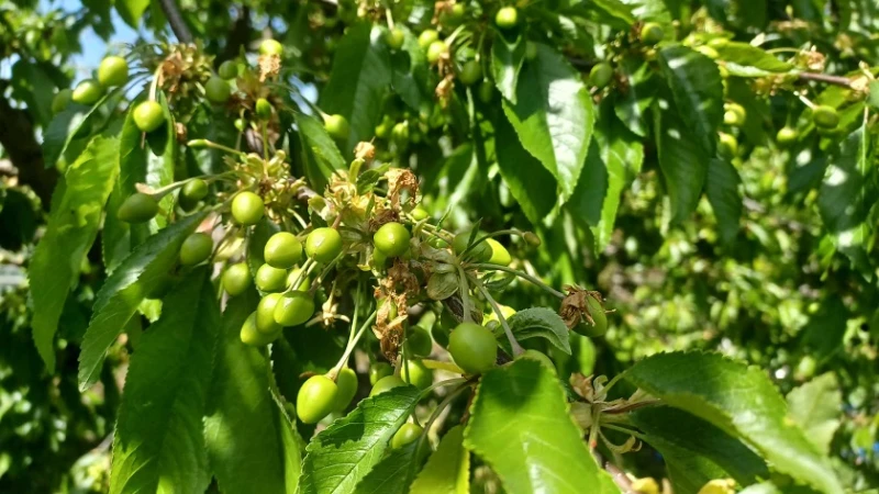 Експерт се произнесе за реколта от череши в Кюстендилско