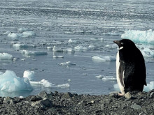В Деня на Земята: Изложба "Ледовете на Антарктика" се открива в София