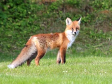 Започва пролетна ваксинация на лисиците срещу бяс