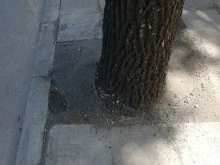 Бетонираха дърво в Пловдив