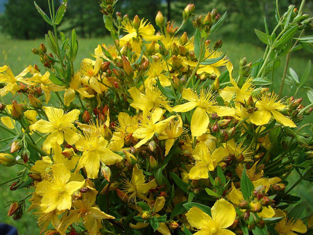 Жълтият кантарион  Hypericum perforatum  е сред най тачените билки в България и има