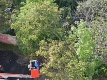 Разчистват опасни дървета в Благоевград