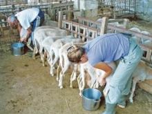 Фермер от Пловдивско: В България скоро няма да има мляко