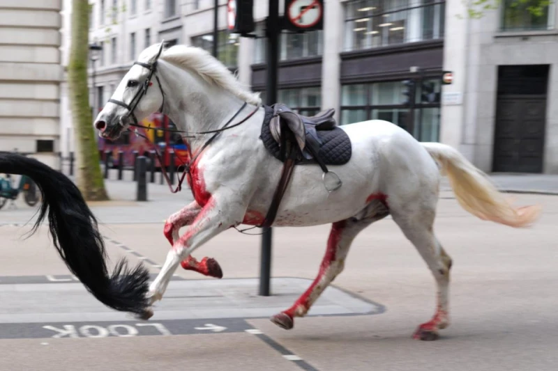Обляни с кръв кралски коне бесняха по улиците на Лондон, нараниха петима души