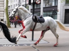 Обляни с кръв кралски коне бесняха по улиците на Лондон, нараниха петима души
