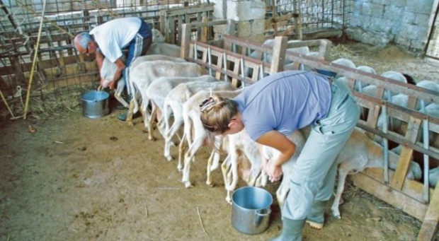 В България животновъдството се унищожава а млякото намалява Българският фермер не
