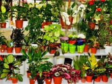 Раздават 100 саксии с цветя във Варна за Цветница